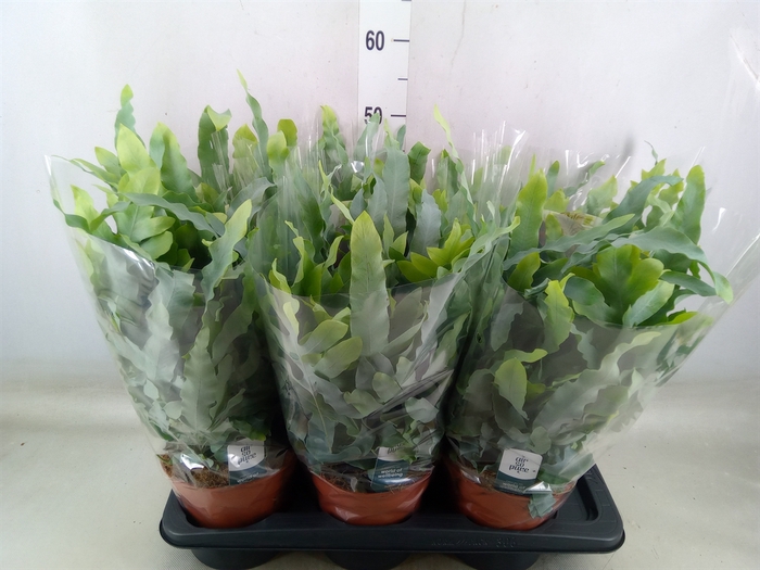 <h4>Phlebodium aureum 'Blue Star'</h4>