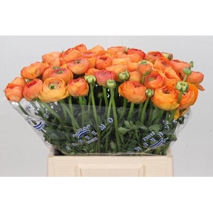 Ranunculus Clooney Salmon Extra