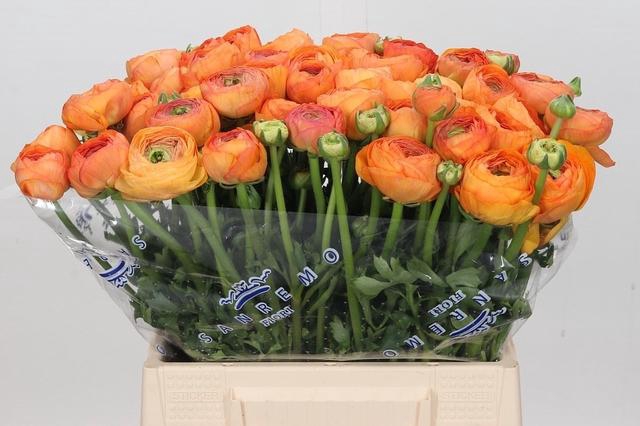 Ranunculus Clooney Salmon Extra