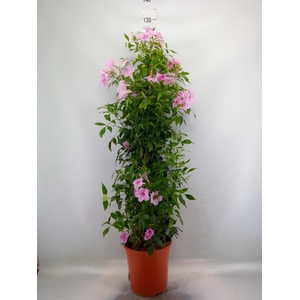Pandorea jasminoides
