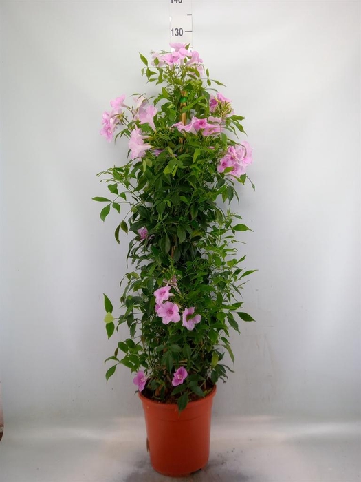 <h4>Pandorea jasminoides</h4>