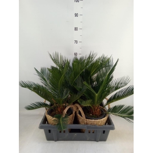 Cycas revoluta