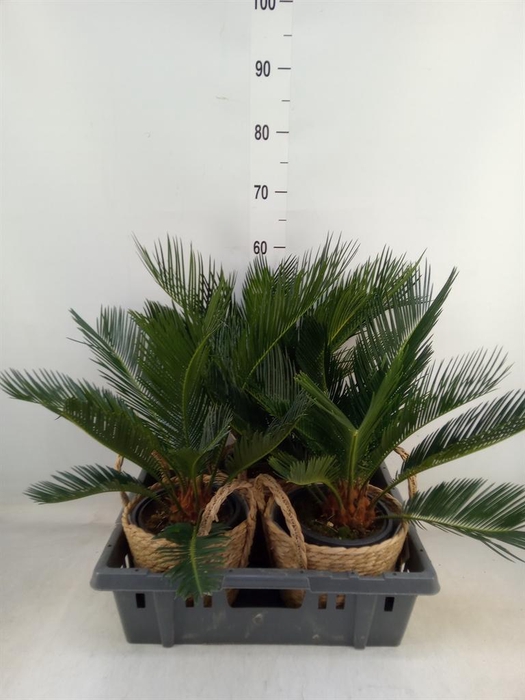 <h4>Cycas revoluta</h4>