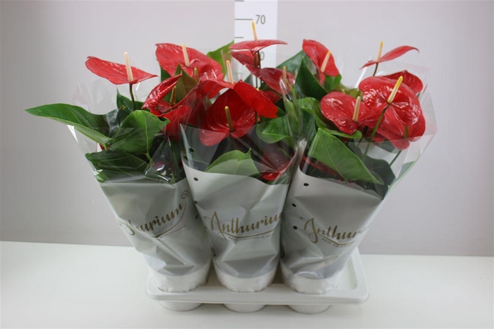 <h4>Anth An Minnesota</h4>