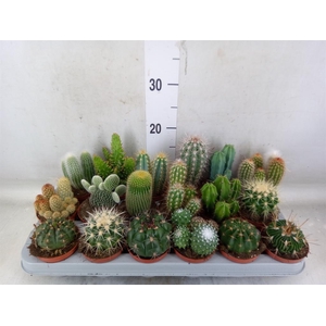 Cactus   ...mix