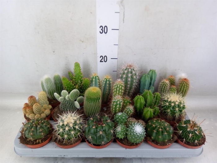 <h4>Cactus   ...mix</h4>