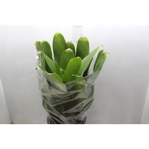 BROMELIA IMPERIAL P27 VERDE
