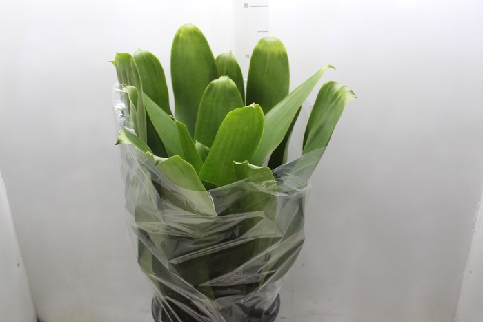 <h4>BROMELIA IMPERIAL P27 VERDE</h4>