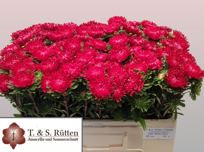 <h4>Callis Mats Scharlaken Ruetten</h4>