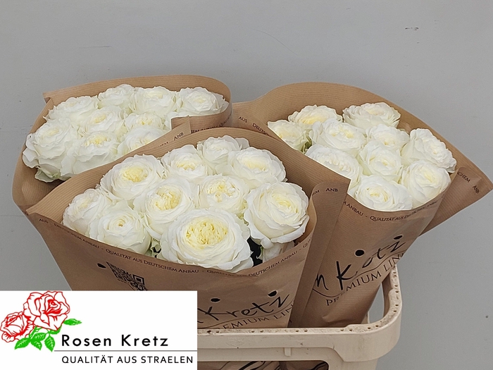 <h4>R GR LOTTI+</h4>