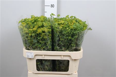 <h4>Bupleurum rotundifoliu</h4>