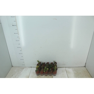 CACTUS MINI P06
