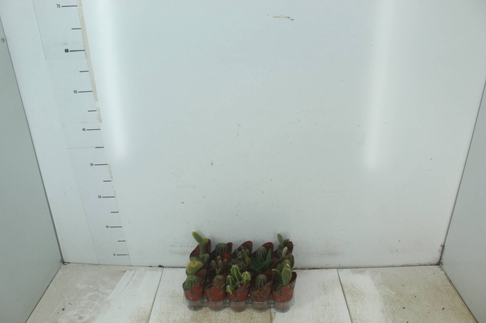 <h4>CACTUS MINI P06</h4>
