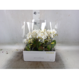 Phalaenopsis multi.   ...white