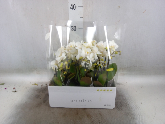 <h4>Phalaenopsis multi.   ...white</h4>