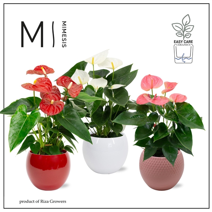 <h4>Mimesis Anthurium Grandiflora mix - Bolpot mix</h4>