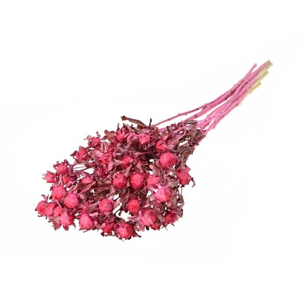 <h4>Bidens (carthamus) Sb Sugar Pink</h4>
