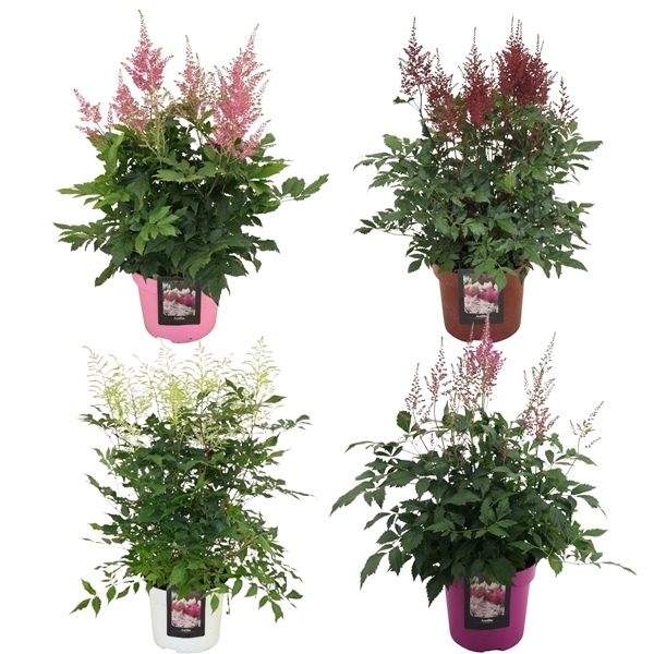 <h4>Astilbe Ton su ton MIX</h4>