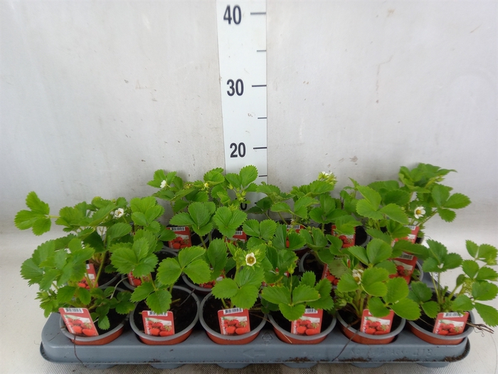 <h4>Fragaria ananassa 'Ostara'</h4>