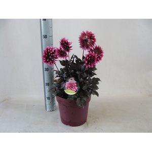 Dahlia DE 'XXL Aztec'   ...patio