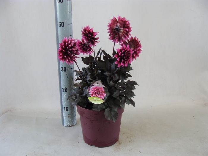 <h4>Dahlia DE 'XXL Aztec'   ...patio</h4>