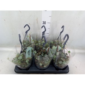 Ceropegia woodii ssp. woodii