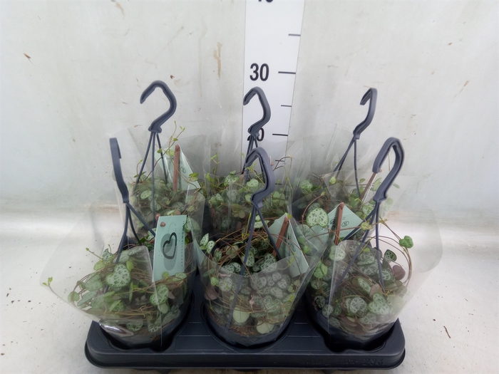 <h4>Ceropegia woodii ssp. woodii</h4>
