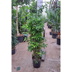 Dracaena surculosa