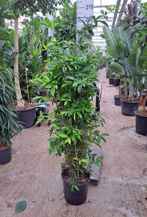<h4>Dracaena surculosa</h4>