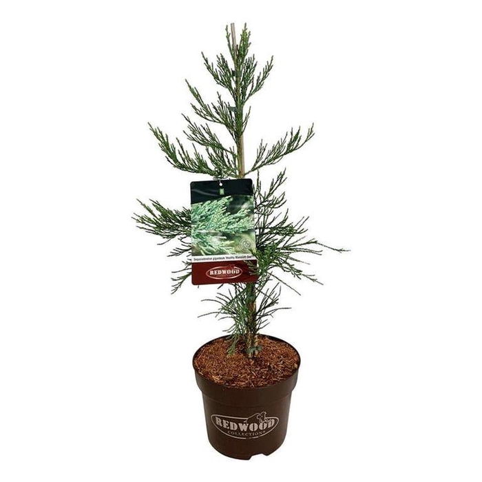 <h4>Sequoiadendron g. 'H. Mammoth One'</h4>