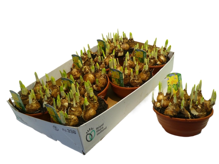 <h4>Narcissus Cyclamineus Grp 'Tete a tete'</h4>