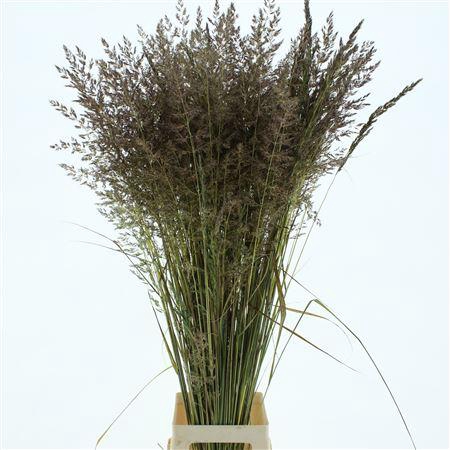 <h4>Calamagrostis Brachy</h4>