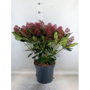 Skimmia jap. 'Rubella'
