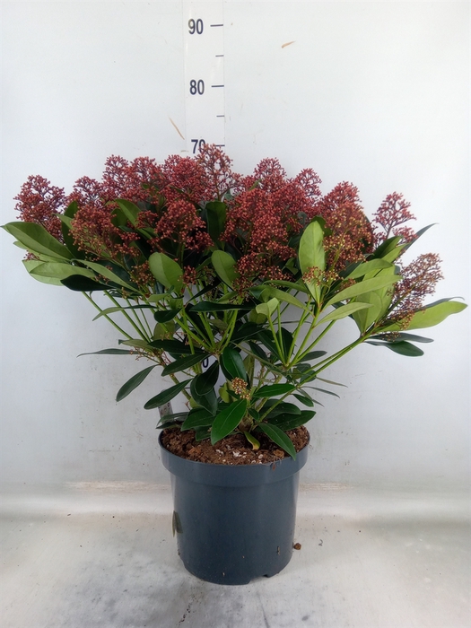 <h4>Skimmia jap. 'Rubella'</h4>