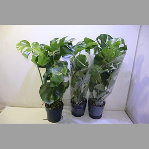 Monstera Deliciosa