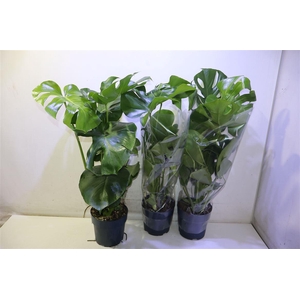 Monstera Deliciosa