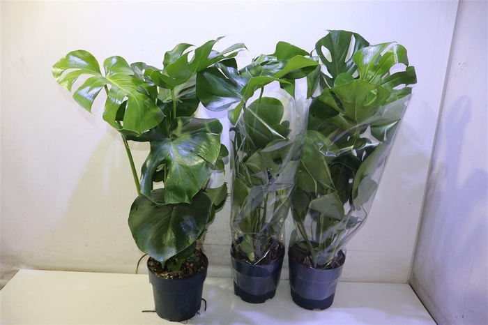 <h4>Monstera Deliciosa</h4>