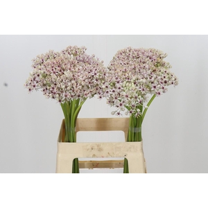Allium Pink Jewel