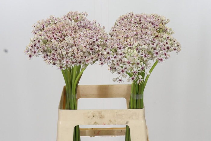 <h4>Allium Pink Jewel</h4>