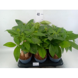 Pachira aquatica