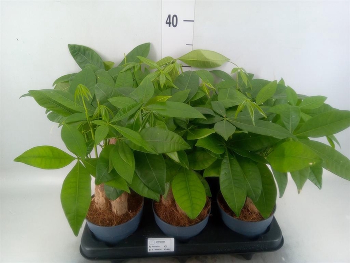 <h4>Pachira aquatica</h4>