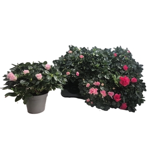 RHODO SI VOGEL GEM
