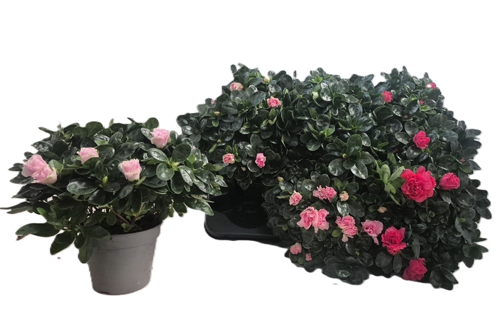 <h4>RHODO SI VOGEL GEM</h4>
