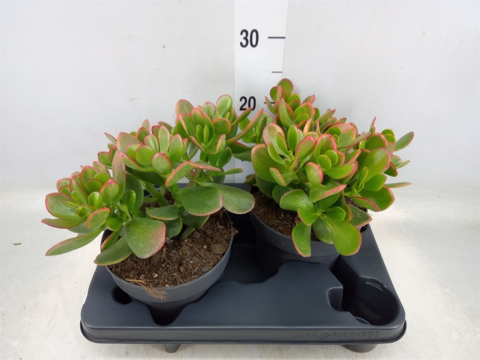 <h4>Crassula ovata 'Sunset'</h4>