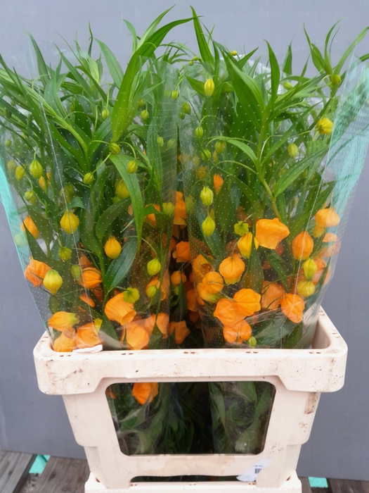 <h4>Sandersonia Elderen</h4>