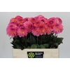 Dahlia DE 'Esli'