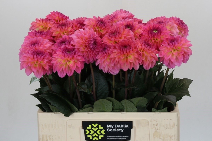 <h4>Dahlia DE 'Esli'</h4>