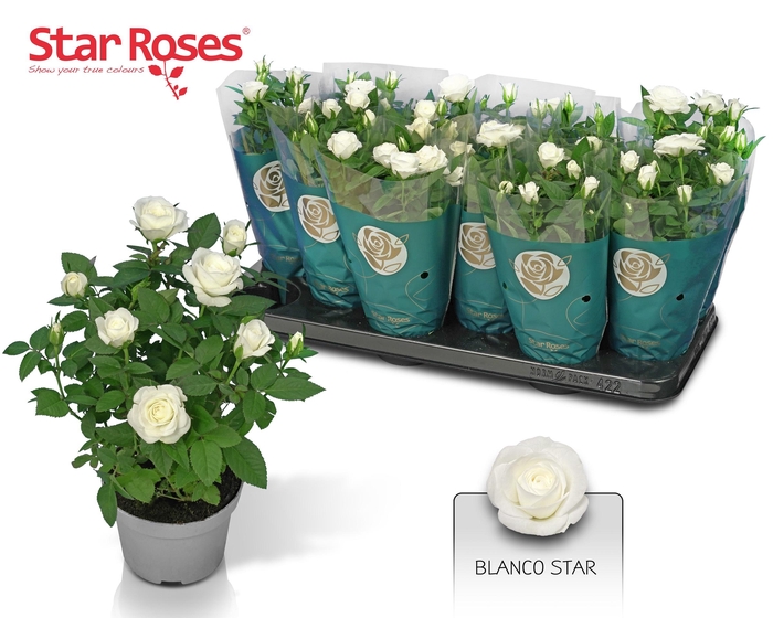 <h4>RO WHITE STAR</h4>