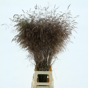 Deschampsia Klb Red