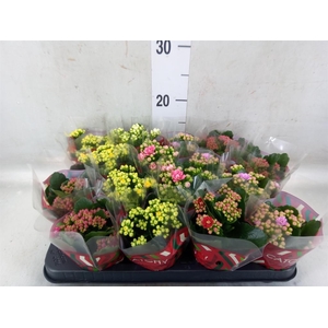 Kalanchoe blos.   ..rosebud mix  5